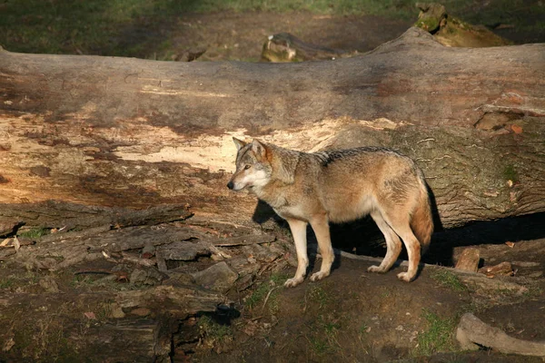 Vista Panorámica Del Lobo Salvaje Naturaleza — Foto de Stock