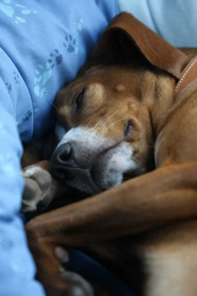 Portait Cute Dog Pet — Stock Photo, Image