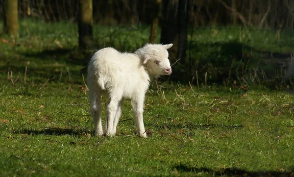 Als Landbouwhuisdier Gehouden Schapen Grasland — Stockfoto