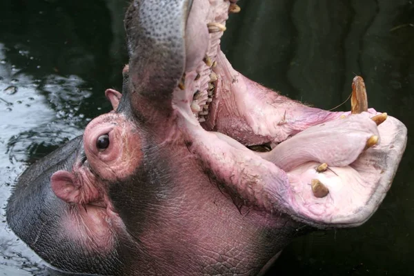 Hippopotamus Däggdjur Flodhäst — Stockfoto