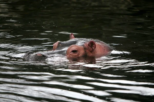 Ippopotamo Mammifero Animale Ippopotamo — Foto Stock