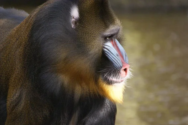 Mandrill Baboon Monkey Flora Fauna — Stock Photo, Image