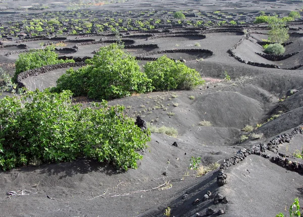 Viticultura Lanzarote — Fotografia de Stock