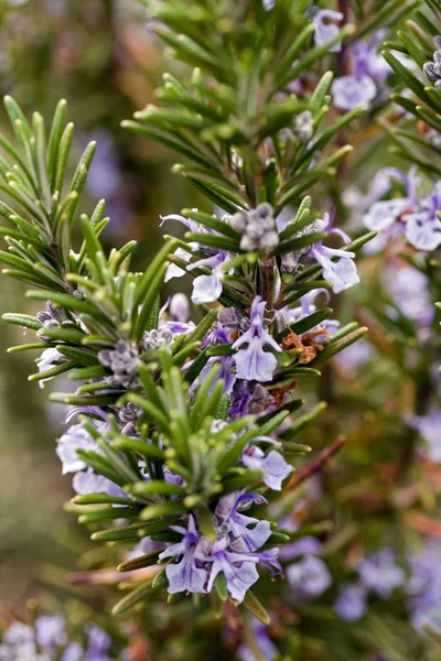 Perto Uma Flor Florescente — Fotografia de Stock