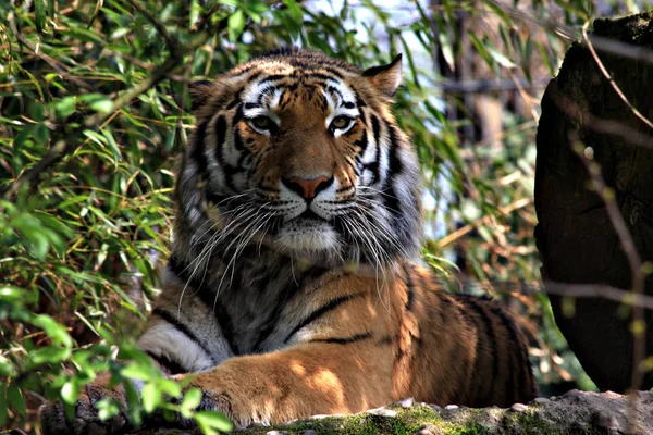 Depredador Gato Salvaje Animal Tigre Rayado —  Fotos de Stock