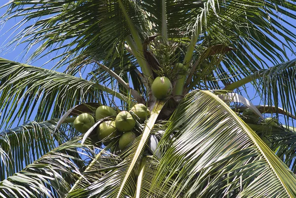 Coconuts Palm Tree — Stock Photo, Image