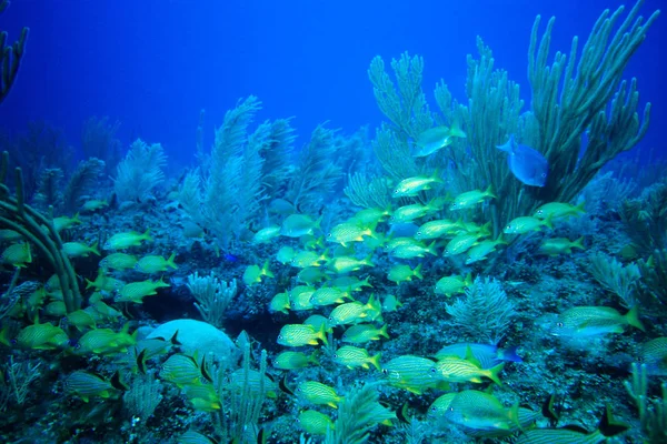 Underwater Marine Life Aquatic World — Stock Photo, Image