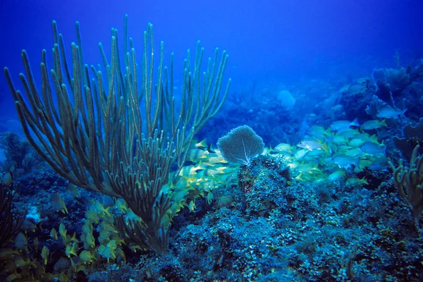 Scenic View Underwater World — Stock Photo, Image