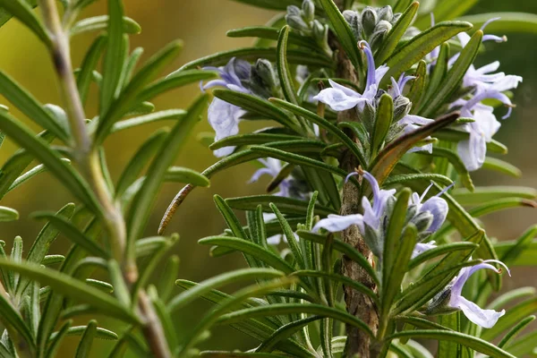 Floração Alecrim Planta Flora Folhas — Fotografia de Stock