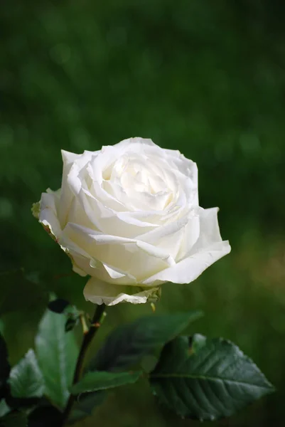 Schilderachtig Uitzicht Mooie Witte Roos Bloem — Stockfoto