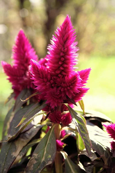 Jonge Celosia Venezuela Caracas — Stockfoto