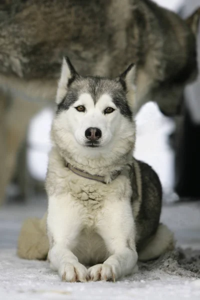 Huskyhund Haustier — Stockfoto