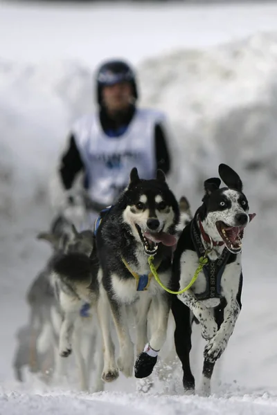 alaskan husky sled dog team