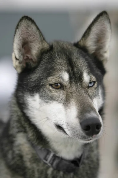 Huskyhund Haustier — Stockfoto