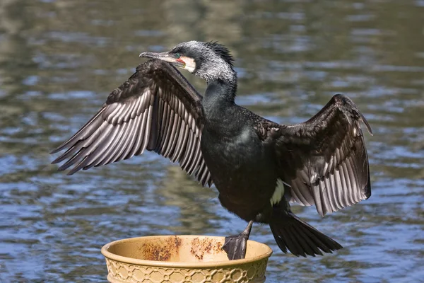 Vista Panorámica Las Aves Cormoranes Naturaleza — Foto de Stock