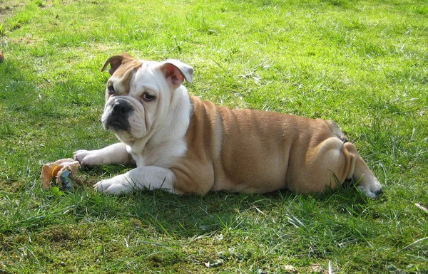 Ngiliz Bulldog Köpek Yavrusu Eski Tip — Stok fotoğraf