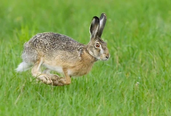 Niedlicher Hase Nahaufnahme — Stockfoto