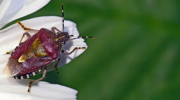 Dolycoris Baccarum Brouk Lesní — Stock fotografie