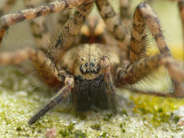 Effrayant Araignée Animal Prédateur — Photo