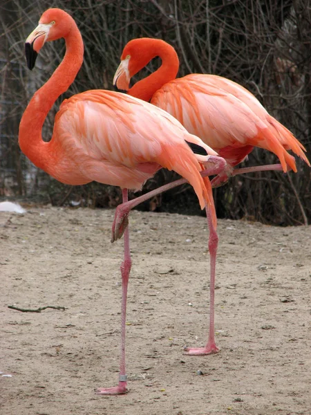 Schilderachtig Uitzicht Majestueuze Flamingo Natuur — Stockfoto