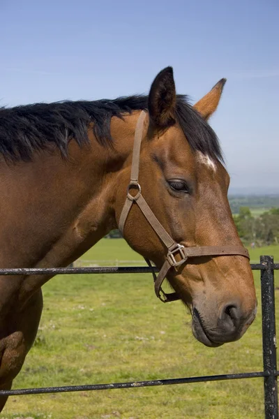 Lindo Caballo Naturaleza Salvaje — Foto de Stock