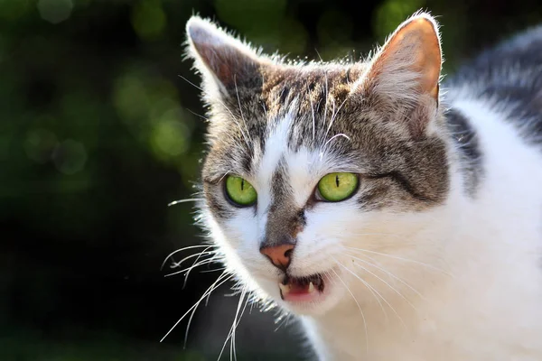 Ritratto Gatto Carino — Foto Stock