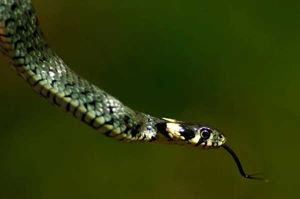 Réptil Cobra Mundo Animal — Fotografia de Stock