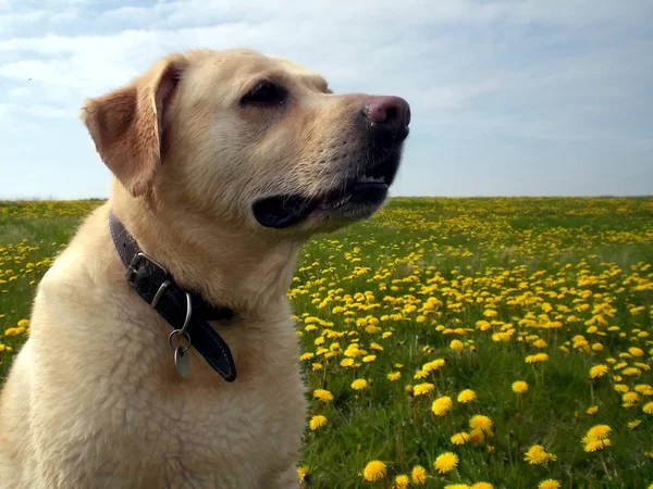 Labrador Retriever Hond Dier — Stockfoto