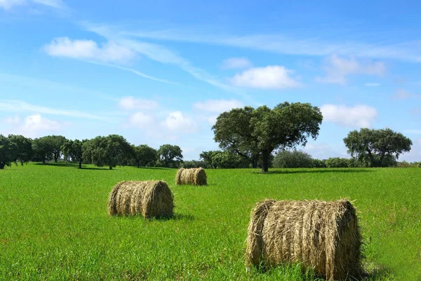 Fay Bayle Campo Portugal — Fotografia de Stock