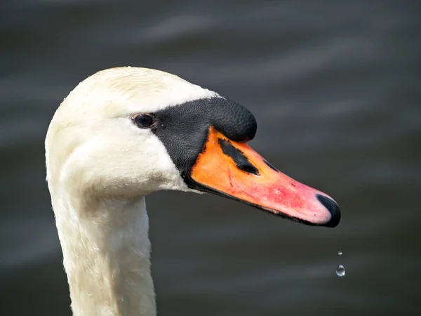 Schilderachtig Uitzicht Majestueuze Zwaan Natuur — Stockfoto