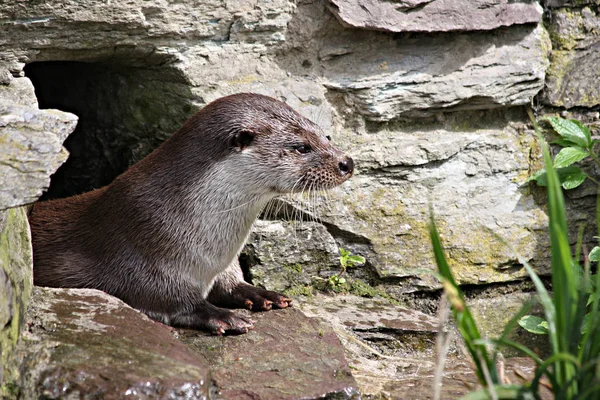 Detailní Záběr Zvířat Zoologické Zahradě — Stock fotografie