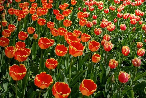 Piękne Płatki Kwiatów Tulipanów Flora — Zdjęcie stockowe