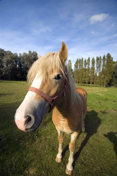 馬の茶色や馬の毛 — ストック写真