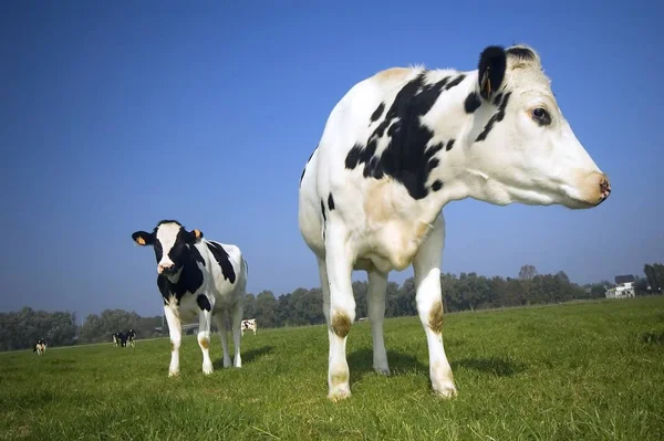 Vaches Flamboyantes Dans Les Champs Avec Ciel Bleu — Photo