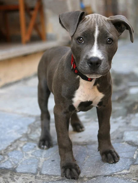 Güzel Köpek Yavrusu Manzarası — Stok fotoğraf