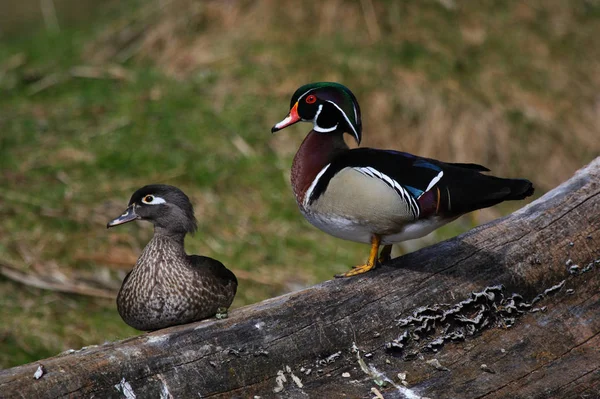 Mariée Est Une Espèce Oiseau Qui Appartient Famille Des Canards — Photo