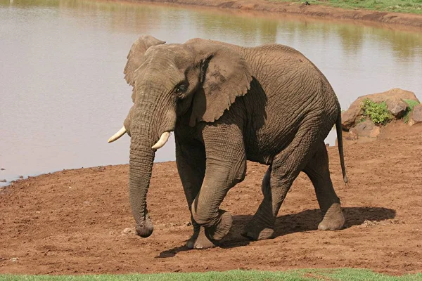 Mamífero Africano Elefante — Fotografia de Stock