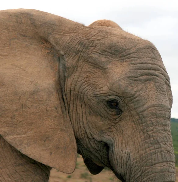 Eye Level Elephants — Stock Photo, Image