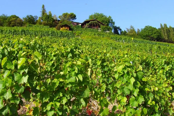 Wijngaarden Landbouw Wijnstokken — Stockfoto