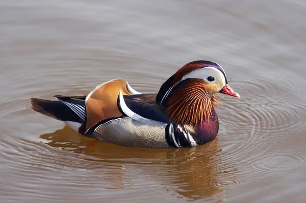 Mandarin Duck Feathering Bird — Stock Photo, Image