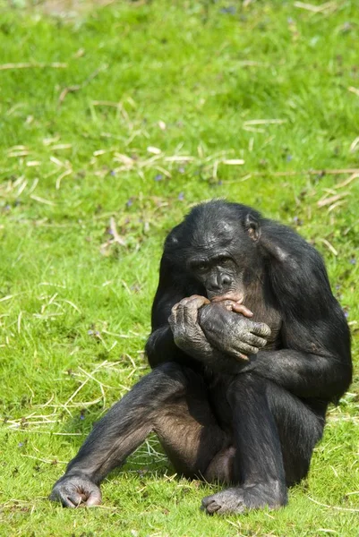 Detailní Záběr Zvířat Zoologické Zahradě — Stock fotografie