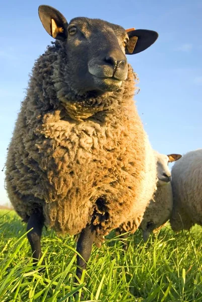 Schafe Auf Gras Mit Blauem Himmel — Stockfoto