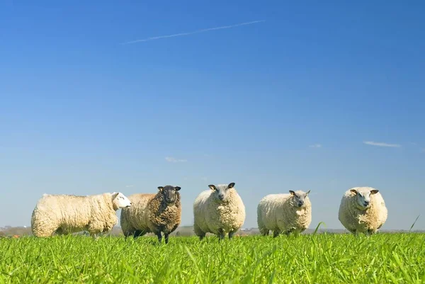 Schafe Auf Gras Mit Blauem Himmel — Stockfoto