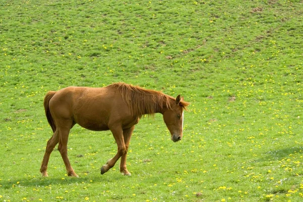Schattig Paard Wilde Natuur — Stockfoto