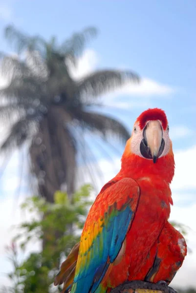 Vue Panoramique Bel Oiseau Perroquet — Photo