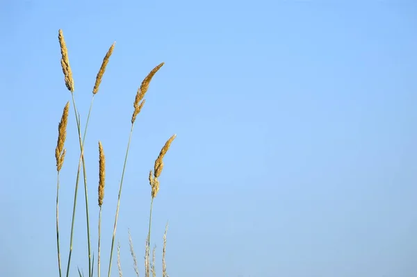 Cibo Diverso Attenzione Selettiva — Foto Stock