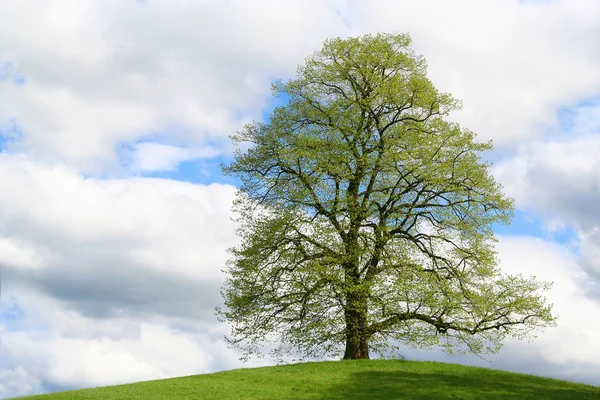 Hermoso Paisaje Del Bosque — Foto de Stock