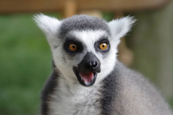 Gesichtsring Schwanz Lemur Nahaufnahme — Stockfoto