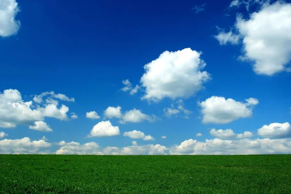 Поле Зеленое Голубое Небо Клоуны — стоковое фото