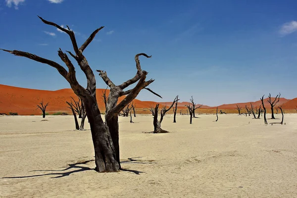 Vue Panoramique Des Dunes Mise Point Sélective — Photo